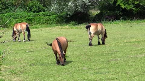 Once Upon a time Two beautiful horses