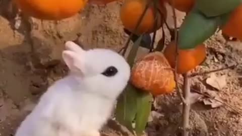 Cute Animals Video