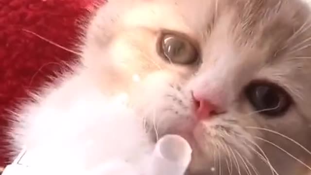 The cutest suckling cat