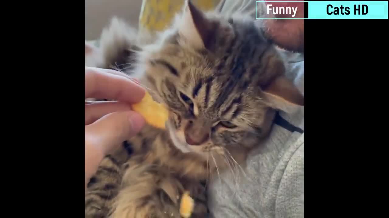 Really funny cats!