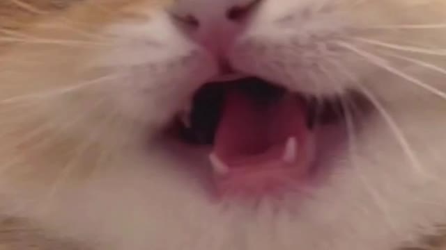 #cutecatcats #cutecat #catoftiktok #fyp #catmeow #catbaby