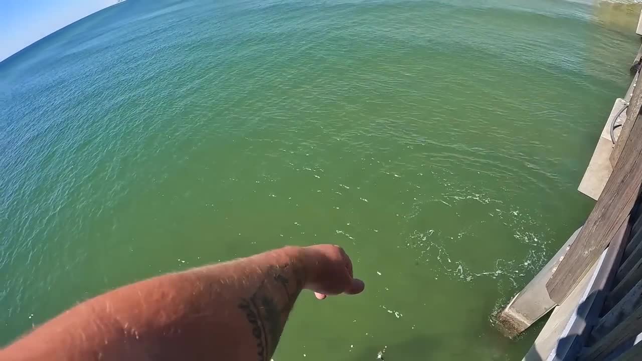 Saltwater PIER FISHING with Shrimp!