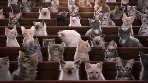 Indoor Kitten Breeds _ Kitten Kollege_2