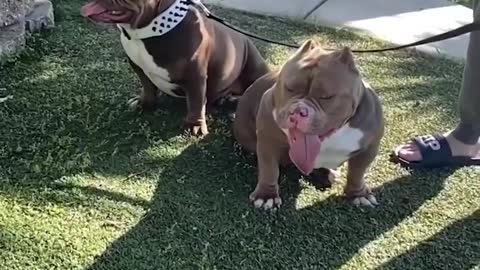 SUPER PITBULL!!! Best video compilation about Pitbull 2021 Dogs are Awesome