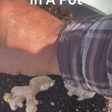 Growing Ginger in a Pot