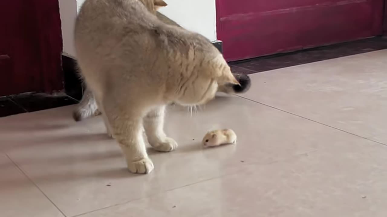 Cat with rat fun