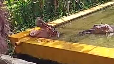 Hippos at the surabaya zoo