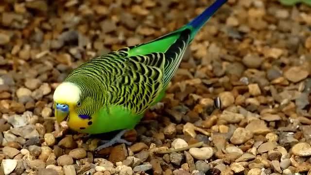 Budgerigar bird