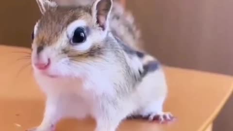 Cute squirrel