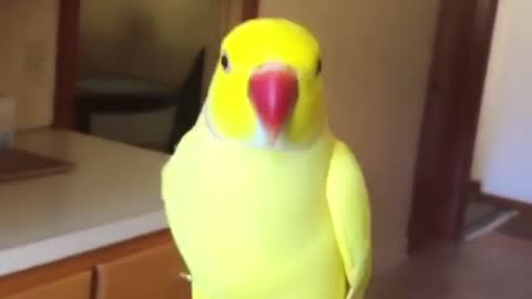 My parrot is dancing