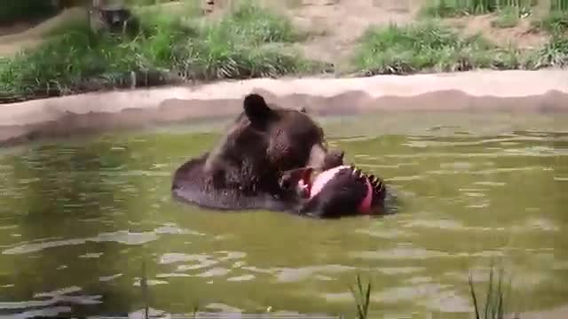 nice cuddly big brown bear playing in a pond