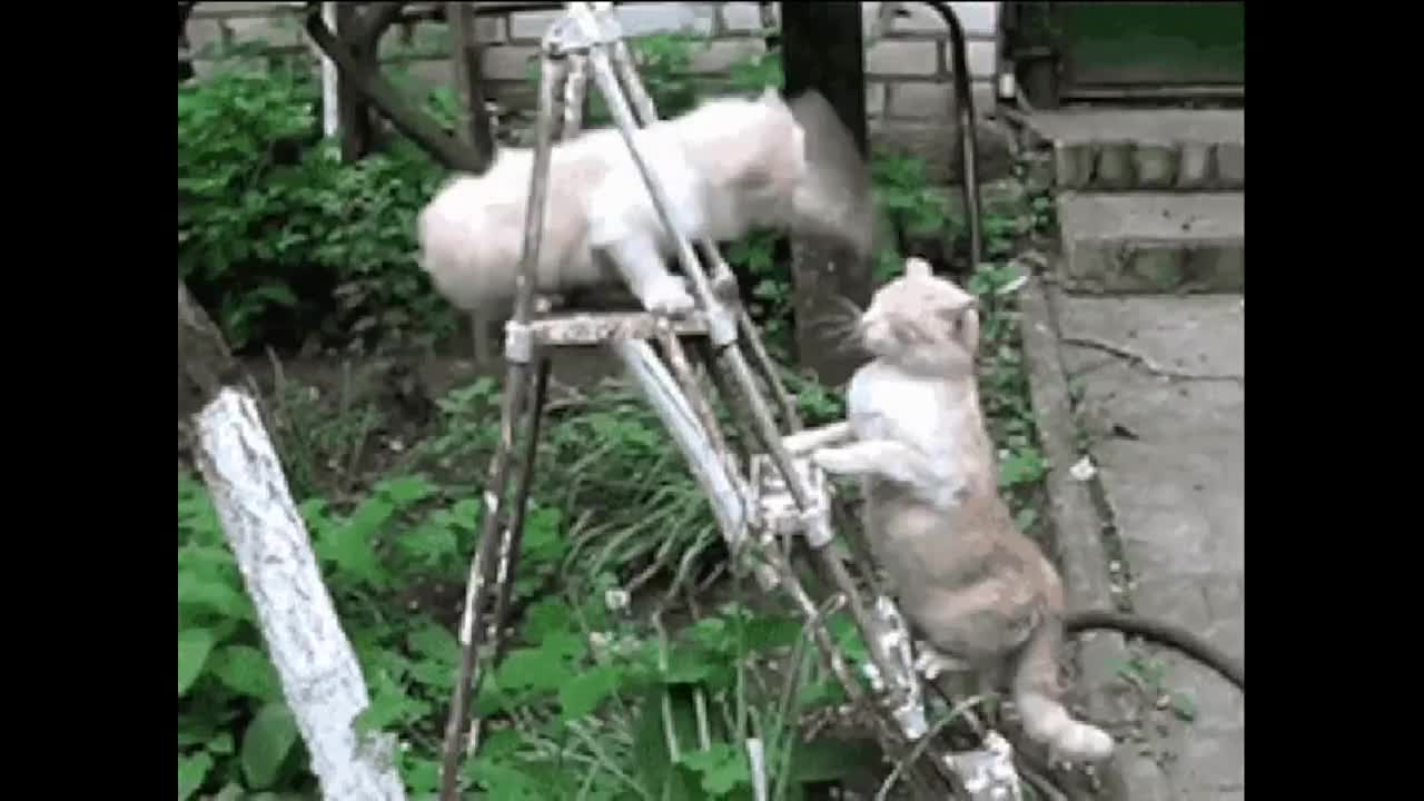 Funny Cats Clips in 30 Seconds