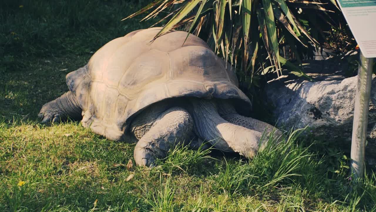 Aldabra Giant Tortoise Giant Tortoise Tortoise 🌴🌴