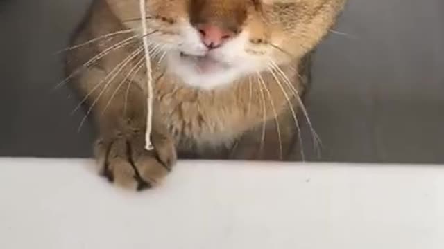 Angry cat 😡 🐈
