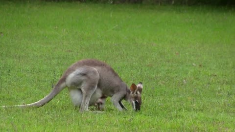 Hungry Lion Rush To Kangaroo In The Desert And Sad Ending