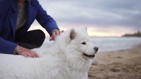 White fluffy somayed dog sitting with a girl on the beach having fun