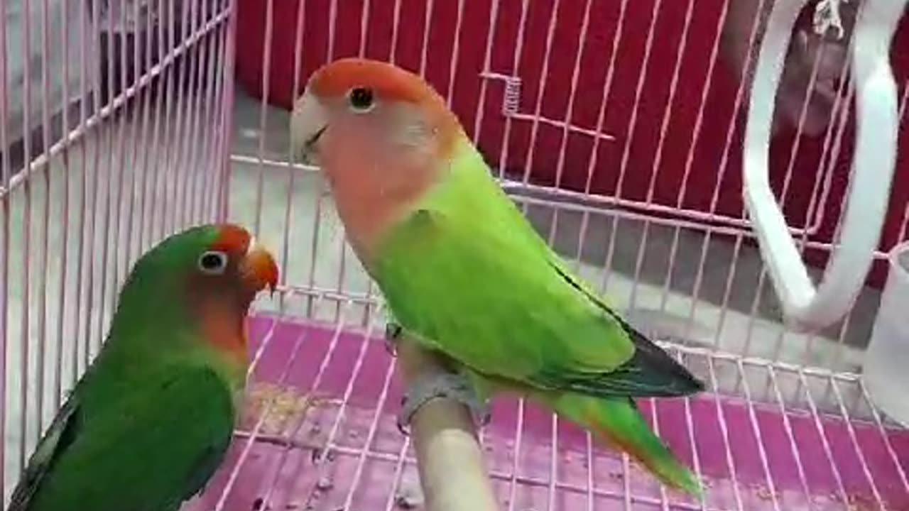 Love birds