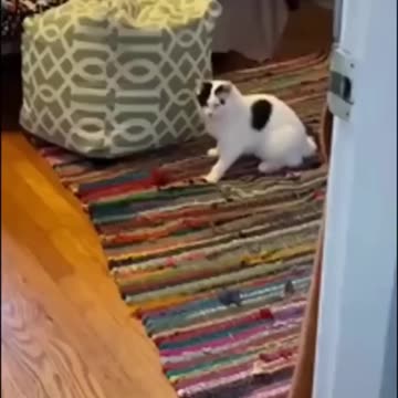 cat funnt videos