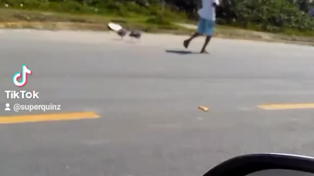 trained chickens