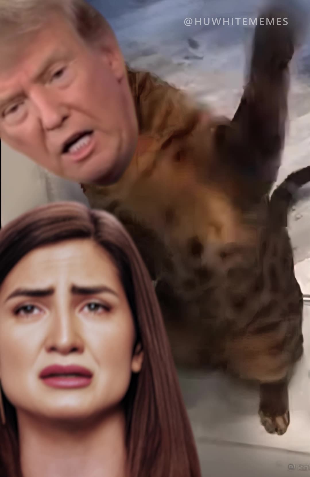 The cat called Vigina