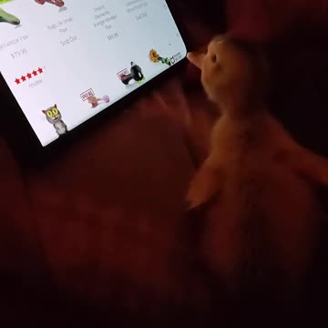 Baby duck Peepers, goes phone shopping ;-)