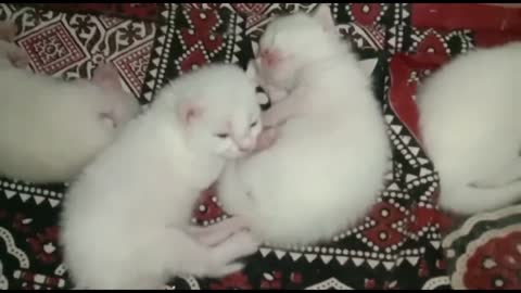 Cute Kittens Sleeping together