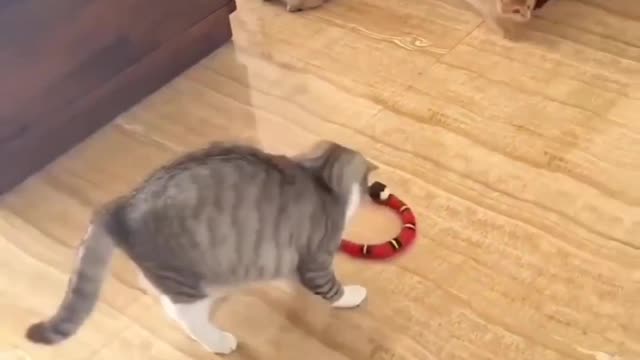 The crazy lives of cats