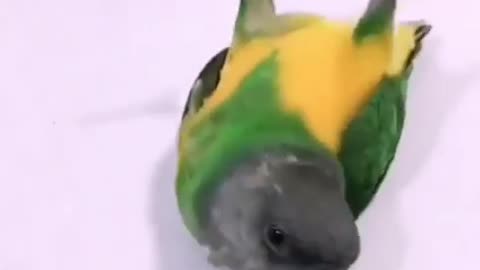 A parrot that loves acting