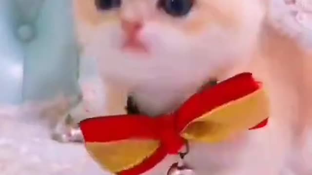 16 Cute & Funny Animals Videos