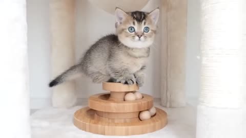 Kitten learning how to use a ball toy correctly