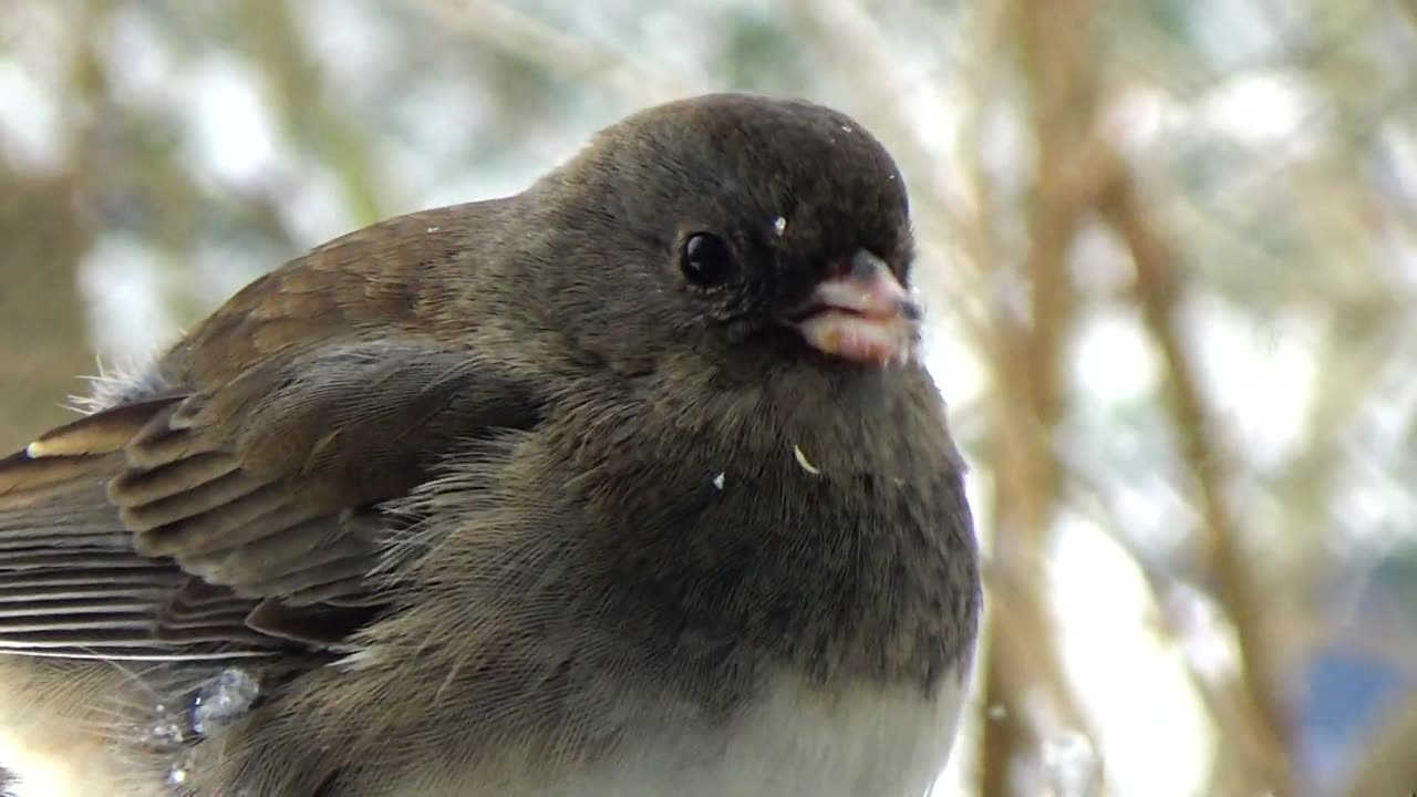 Dark-eyed junco