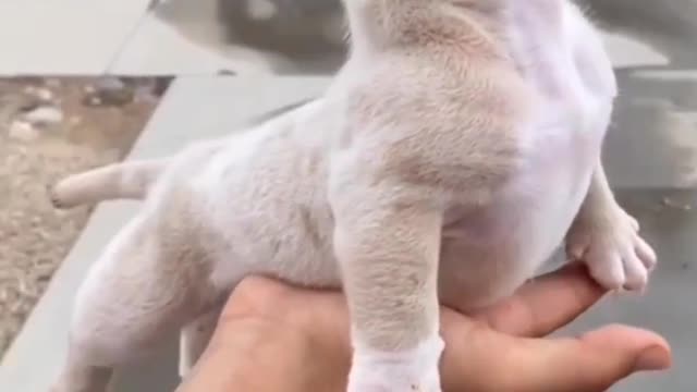 Born for the dog show