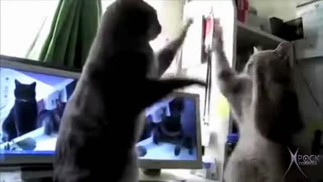 cats playing together sooo cute