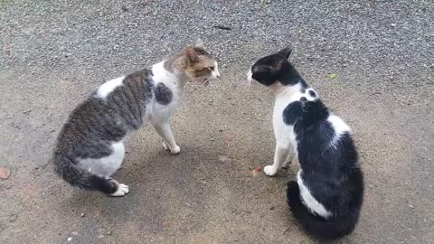 Every cat fight ever😂🤣