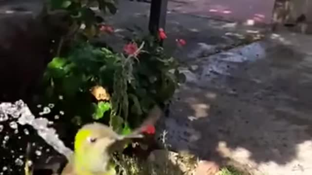 Hummingbird playing in the stream of water from a hose