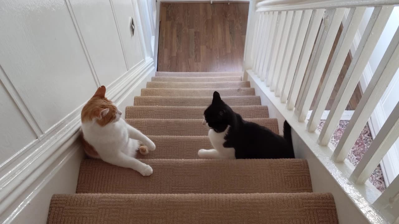 Cat 🐈 fight on the stairs funny fighting 😆