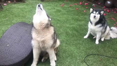 GUARANTEED TO MAKE YOUR DOG HOWL