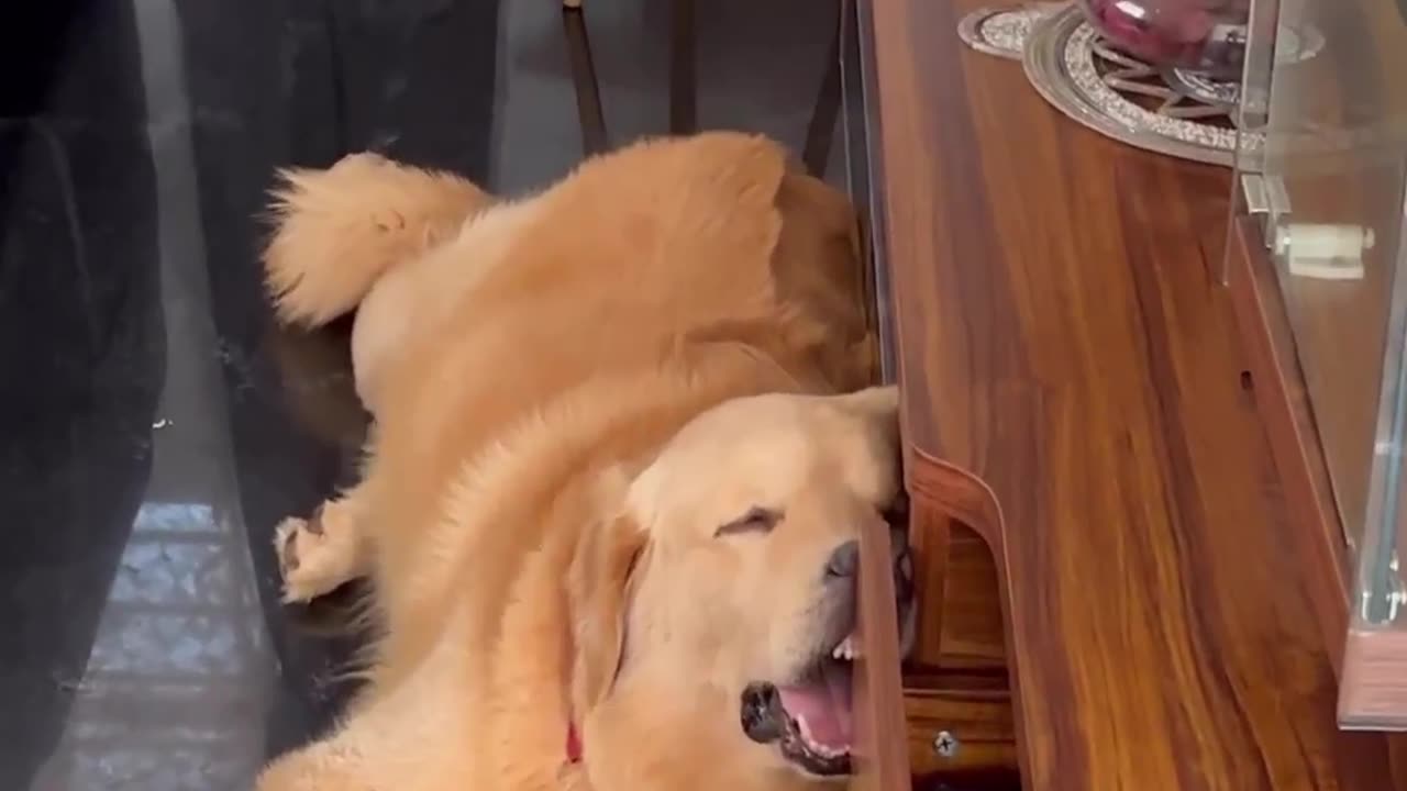 The Comedy Collar: Cats and Dog's Side-Splitting Antics Unveiled