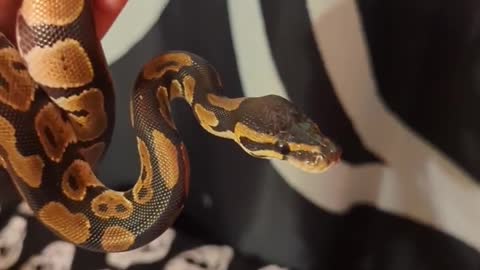 Samara The Ball Python