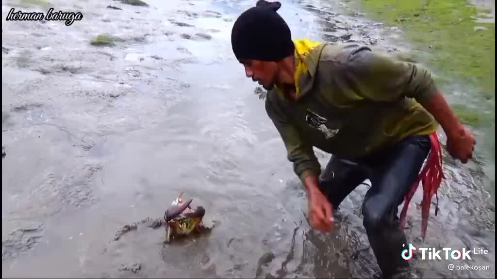 Big mud crab catching