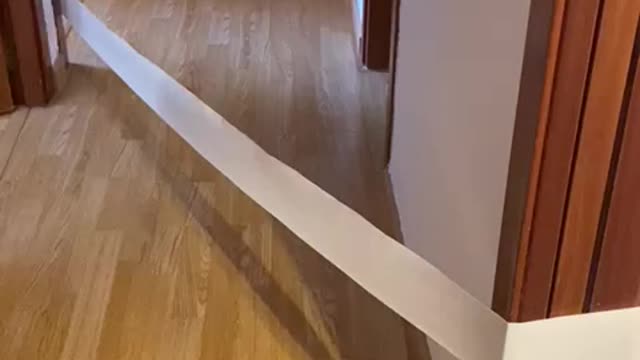 Dog Drags Toilet Paper Across the House