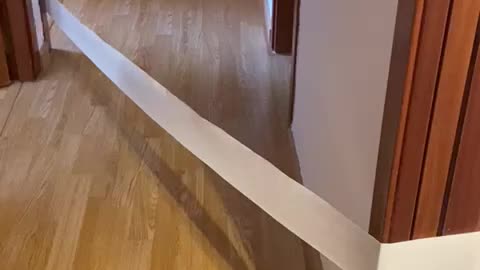 Dog Drags Toilet Paper Across the House