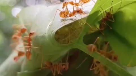 Ants Strength