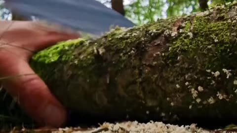 Cooking shellfish in the forest