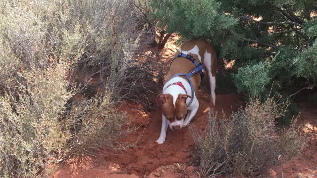 Poor Pitbull struggles to stay cool out in the middle of the desert!