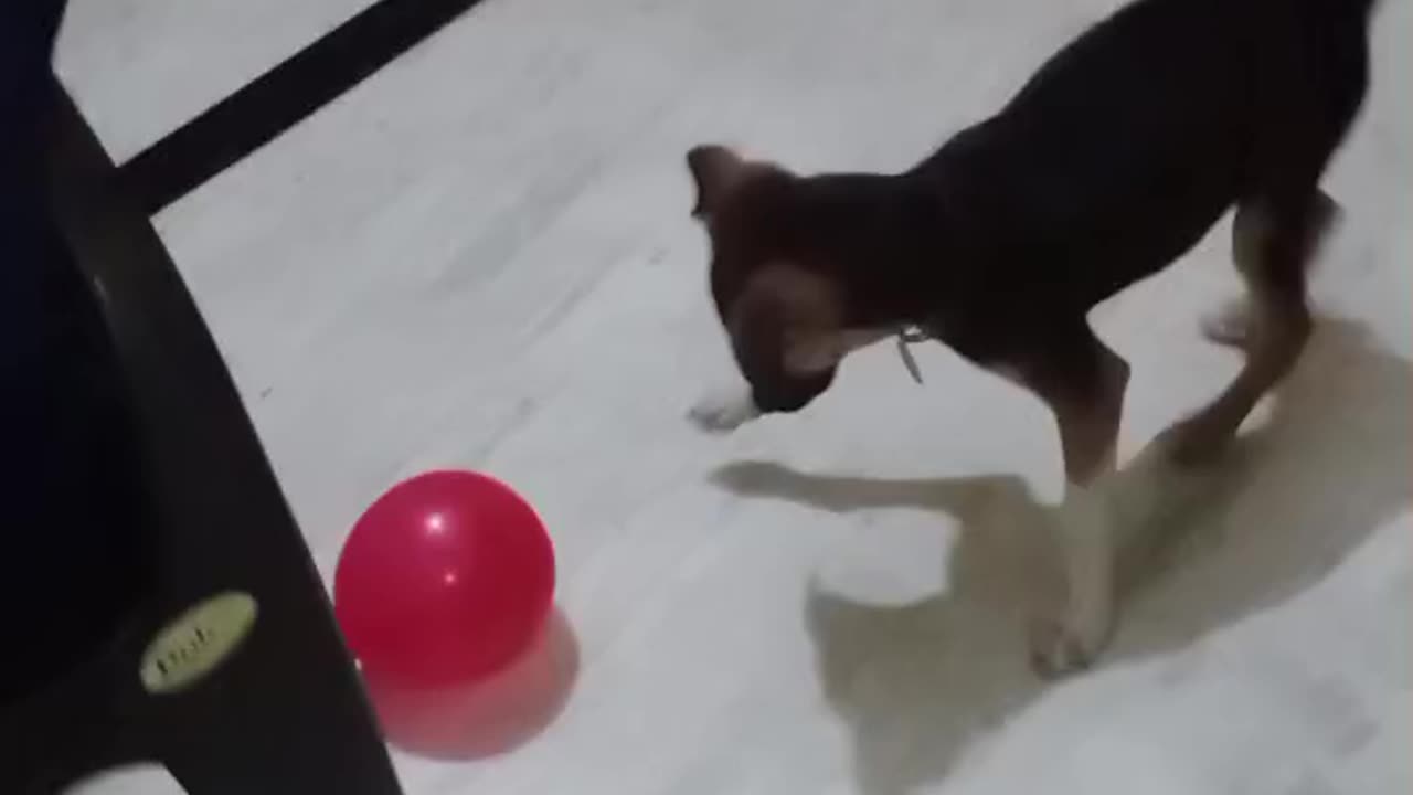 Cute Dog puppy playing with balloon 🎈