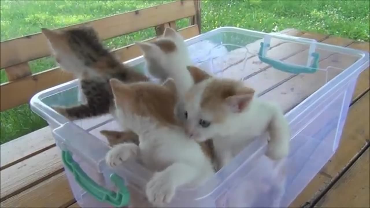 Kittens meowing(too much cuteness) - All talking at the same time!