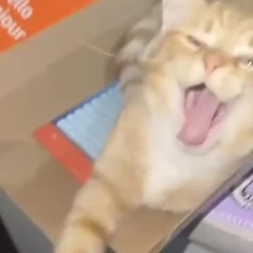 Hilarious Animal Vids 😭🤣 PART #23