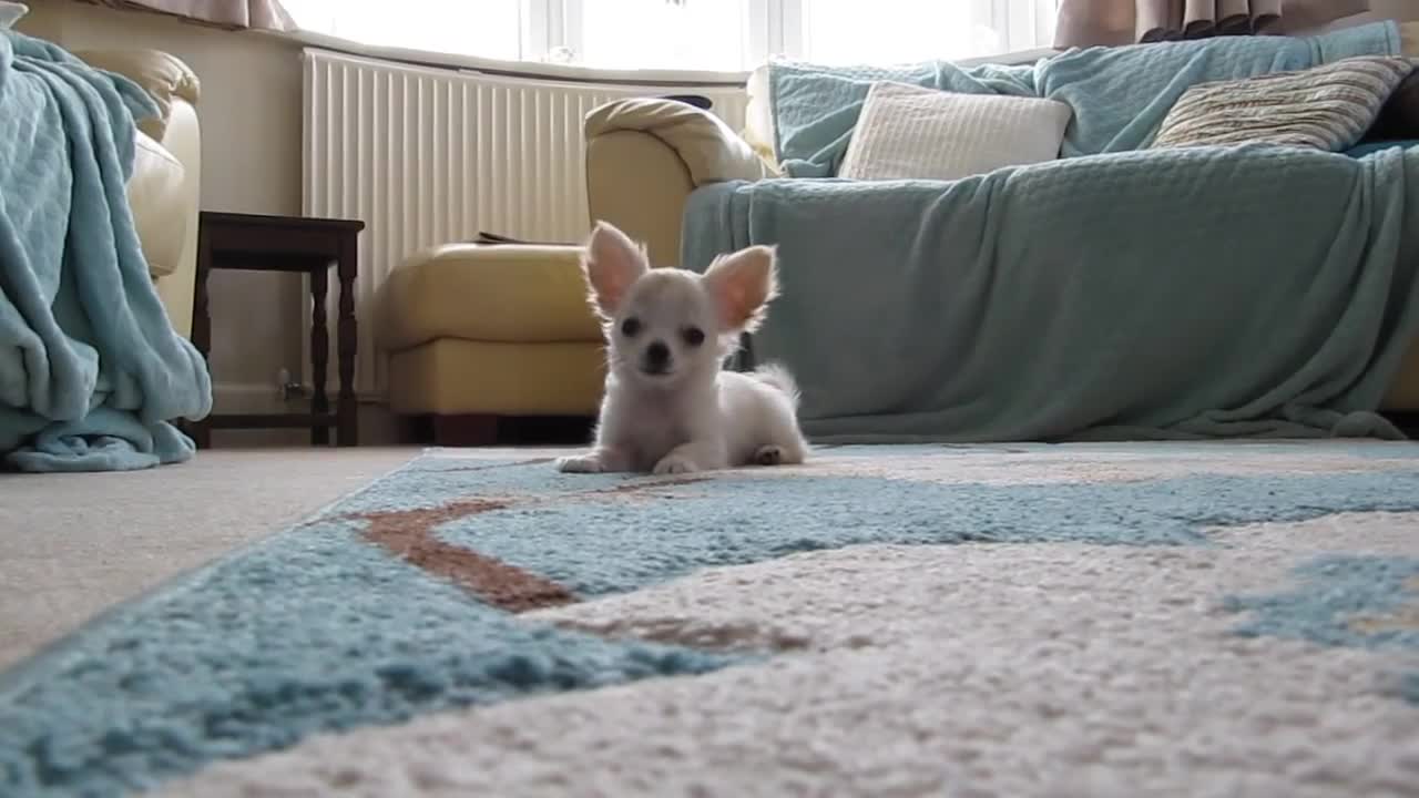 Buddy the Chihuahua pup