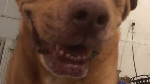 Happy Rescue Mutt.